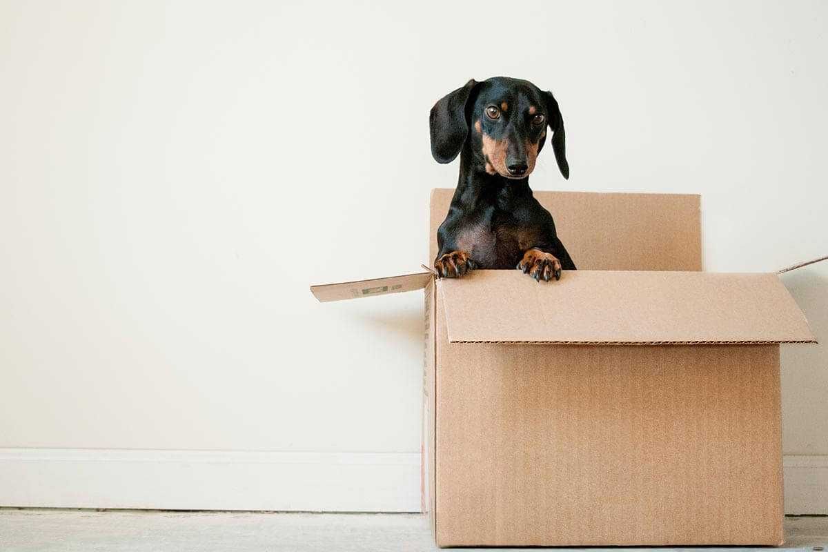 Sausage dog popping out of cardboard box