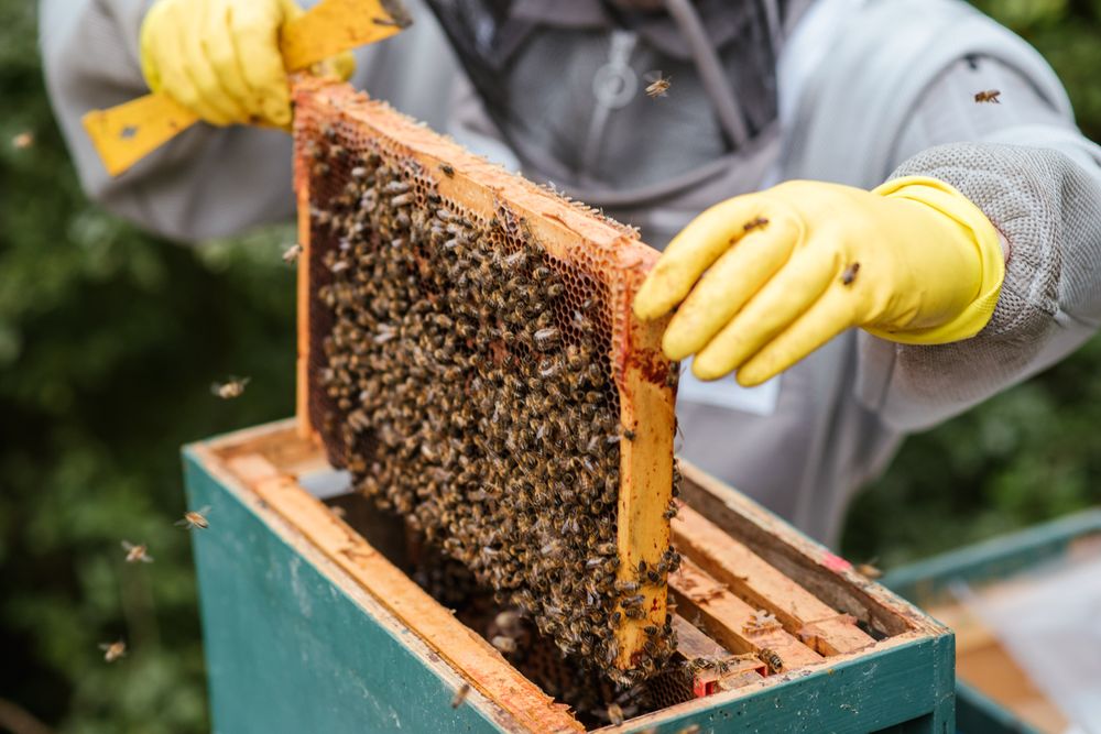 Bee keeper pulling out bee hive box