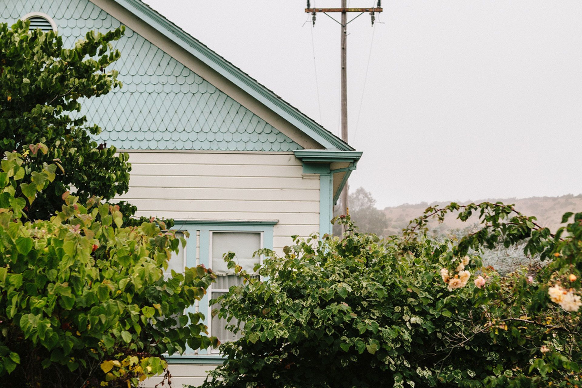 Top of blue house against grey sky with plants covering the front