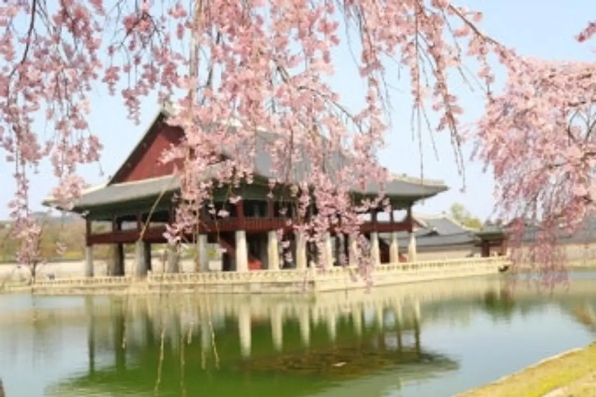 Weeping cherry blossoms frame Gyeonghoeru Pavilion mirrored in the spring pond at Gyeongbokgung Palace
