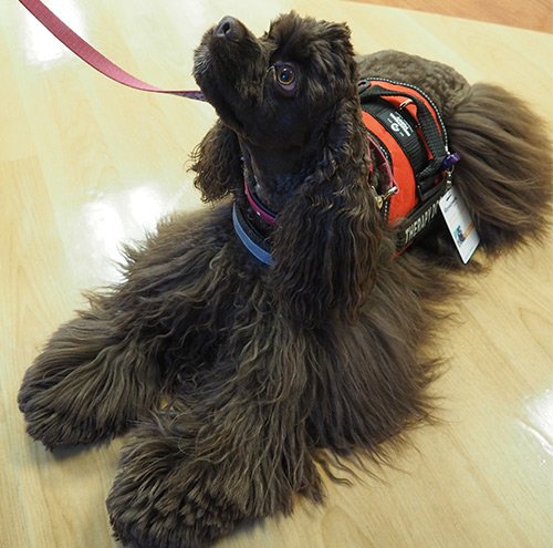 Therapy dog Hallie