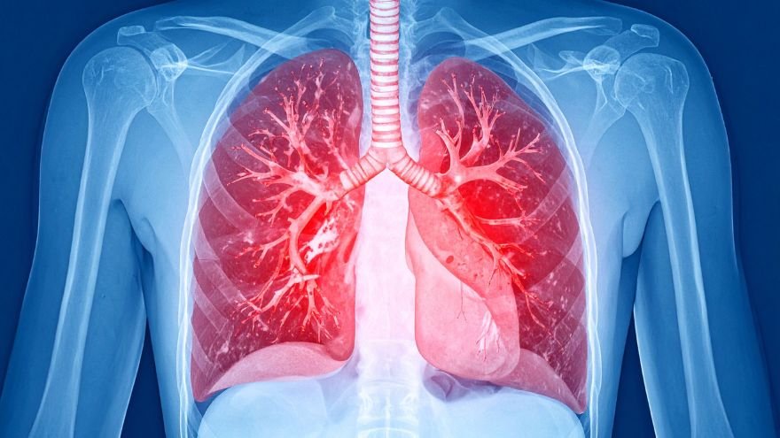 Medical illustration of the lungs and respiratory system representing pulmonology research