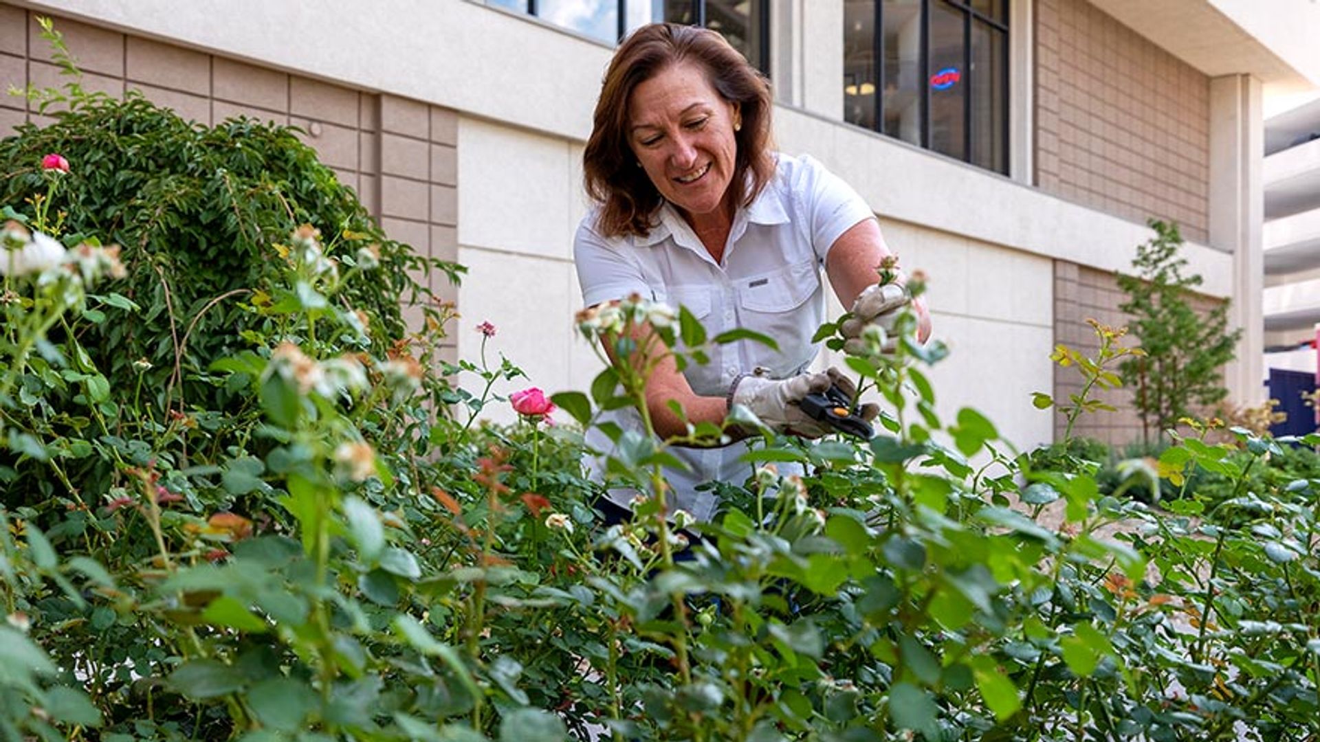 Rebecca Dickson pruning roses in Fianna's Healing Garden