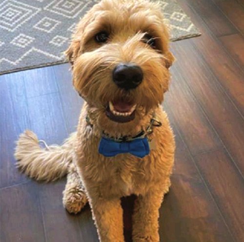 Therapy dog Clark