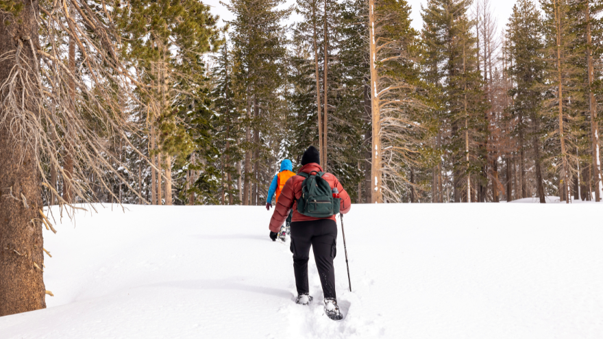 A cross-country skier enjoys the forest in winter.