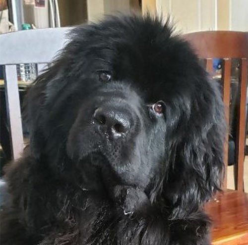 Therapy dog Keno