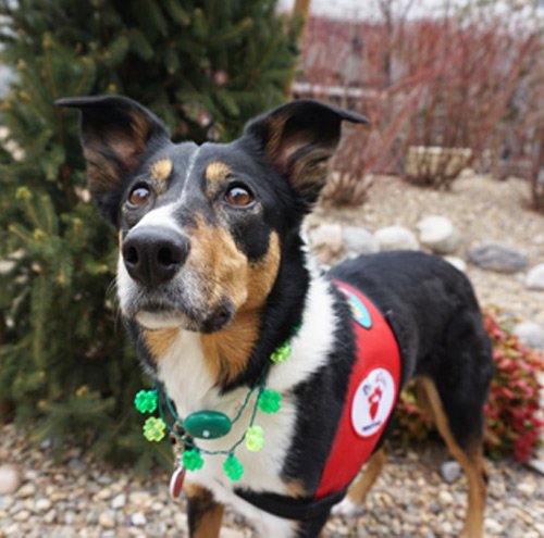 Chivas was a McNab/Border Collie mix who volunteered at Renown