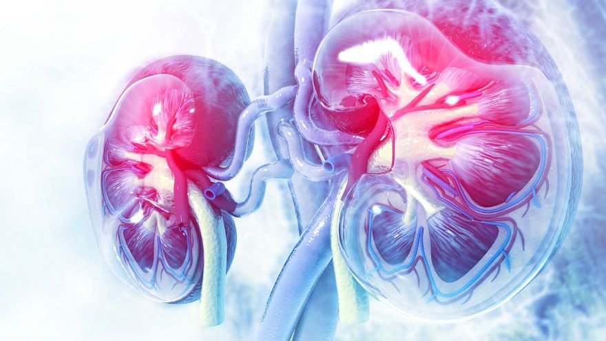 Human kidney cross section on scientific background