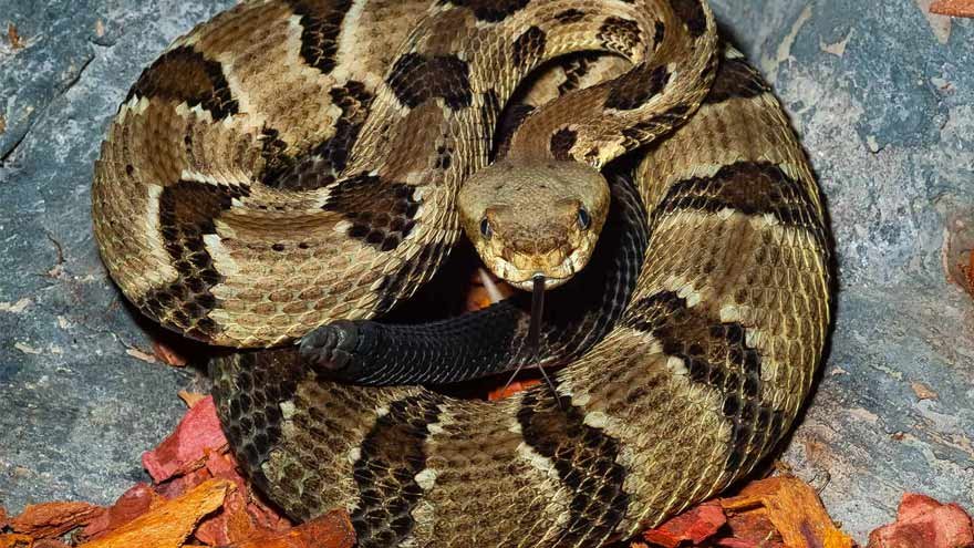A snake