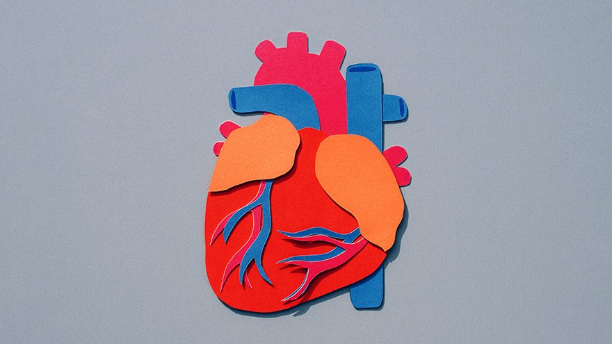 Layout of a human heart cut out of paper on grey background