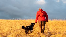 Senior man walking dog in field