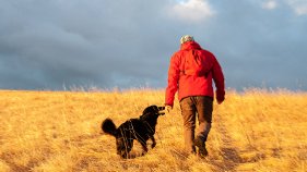 Senior man walking dog in field