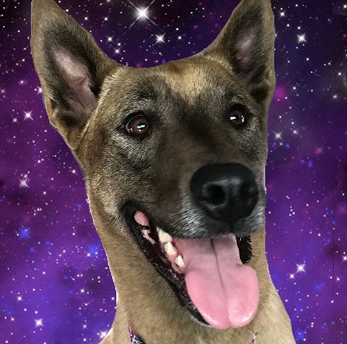 Therapy dog Raven