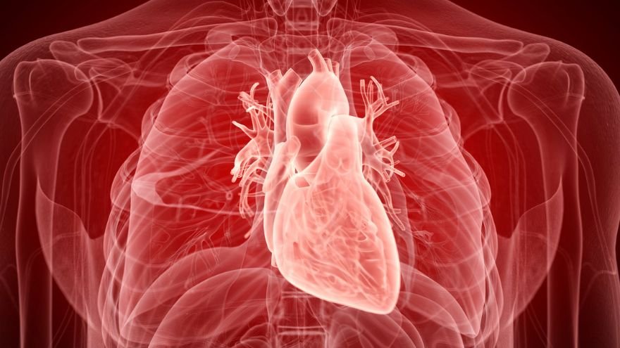 Medical illustration of the human heart and cardiovascular system representing cardiology clinical research