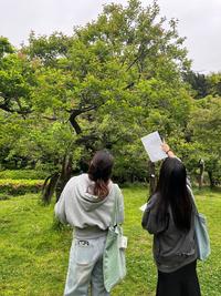 【授業紹介】「カワイスギ」に遭遇！フィールドワークで小石川植物園へ