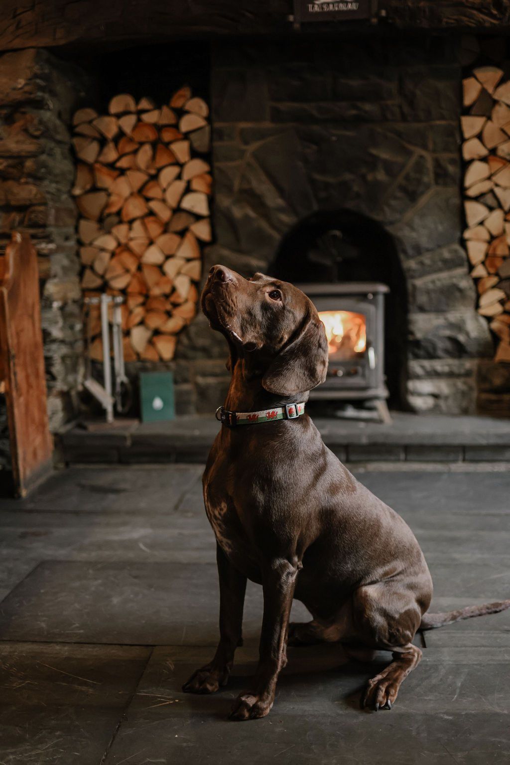 The pub dog sitting by the glowing wood-burning stove