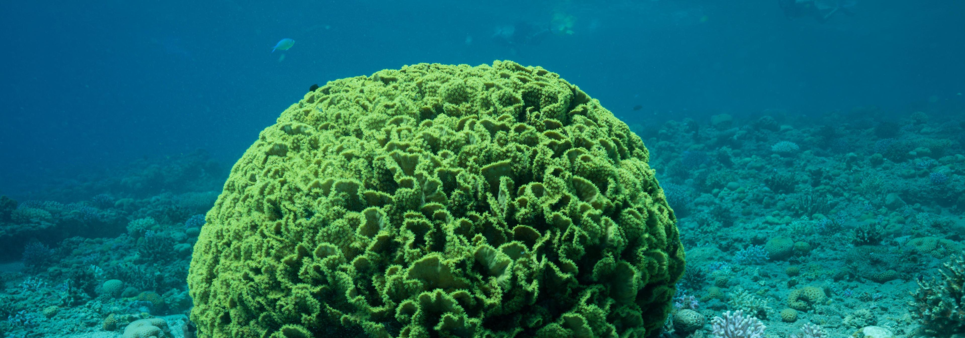Sea-thru: Une méthode pour éliminer l'eau des images sous-marines