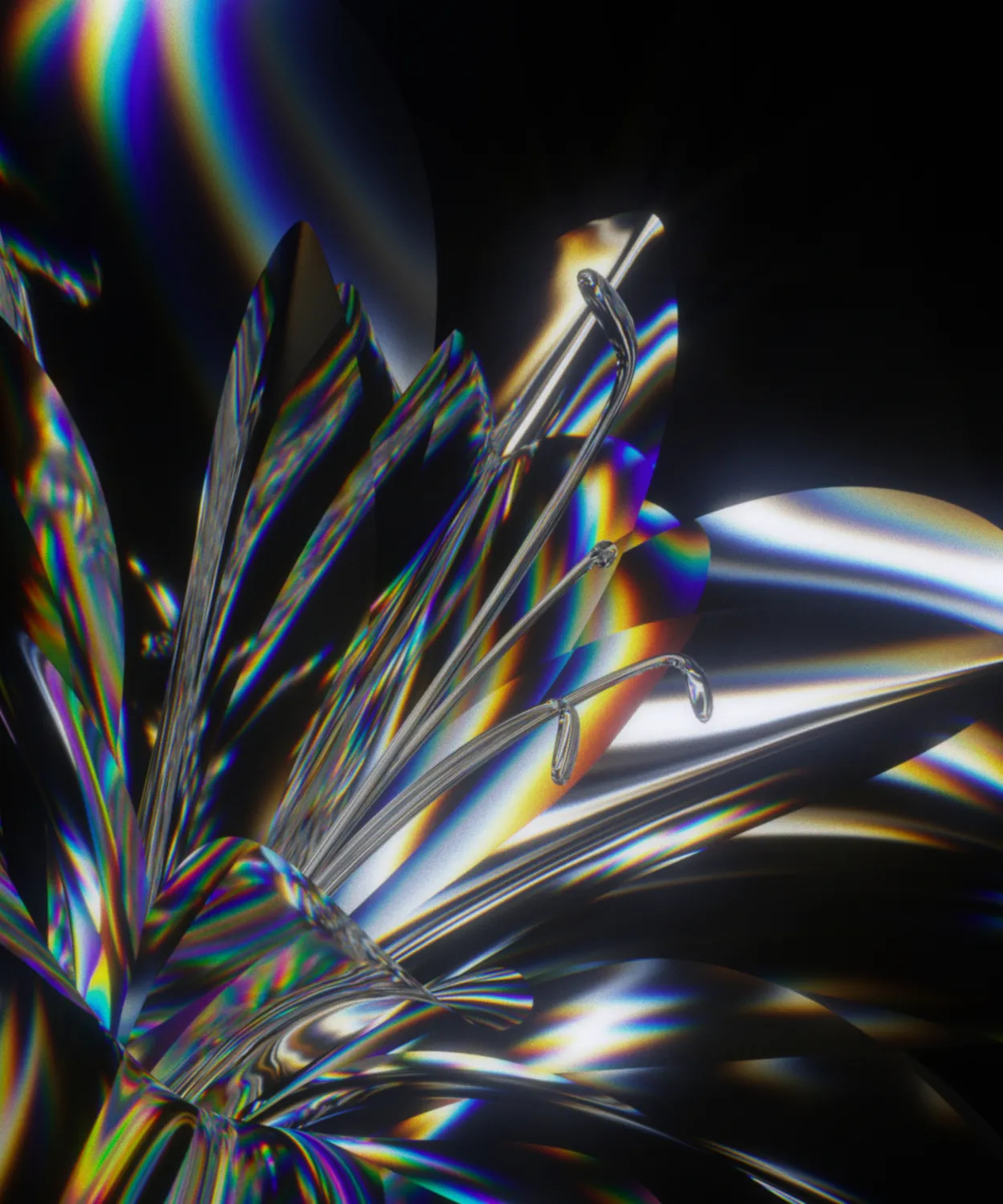 Midnight Lily