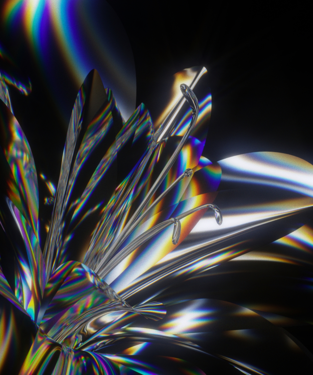 Midnight Lily