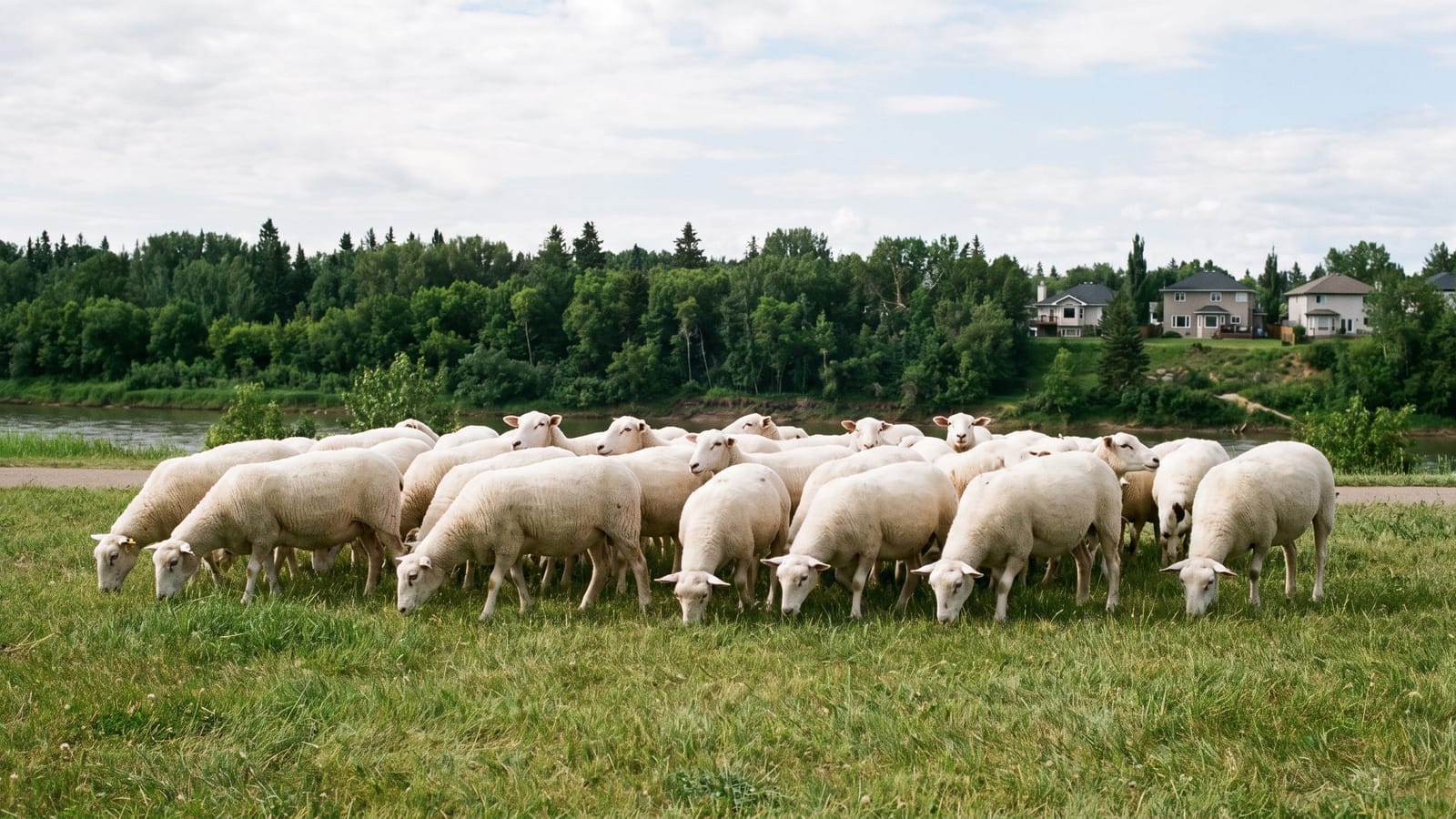 Sheep grazing in a riverside park, a Fort Saskatchewan tradition