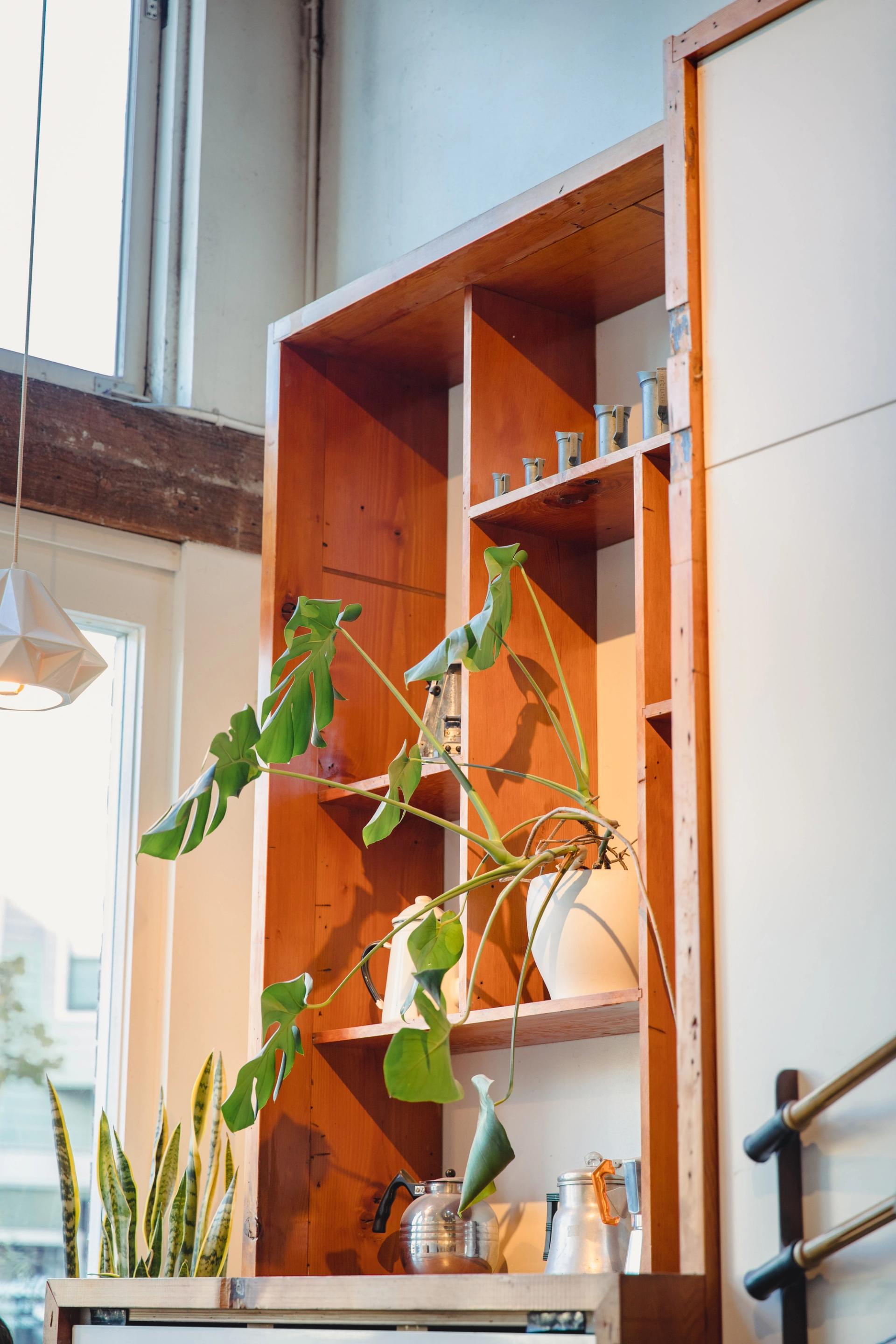 Kitchen cupboard with plants in it