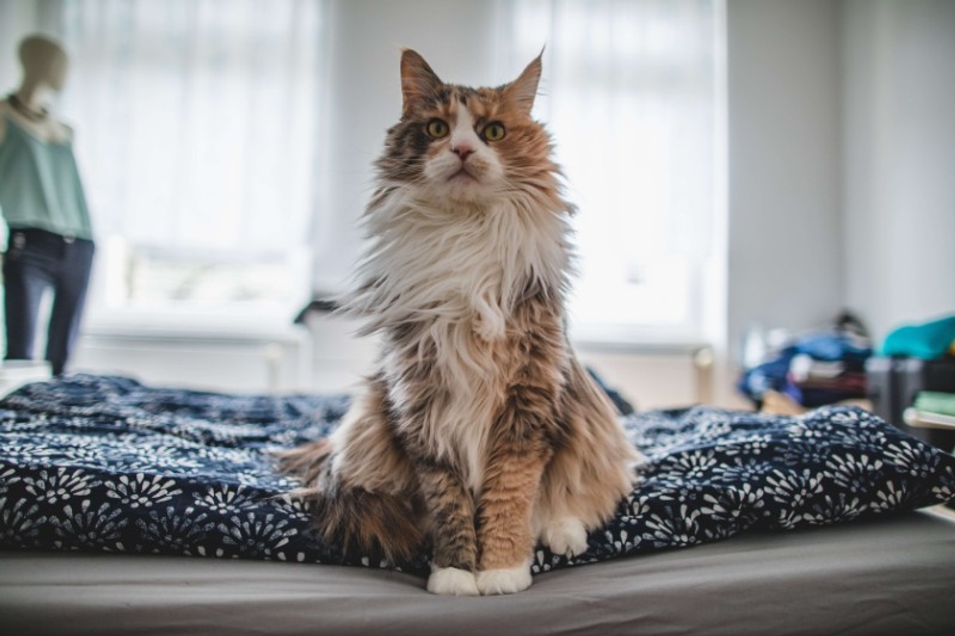 Fluffy cat sitting upright on a bed