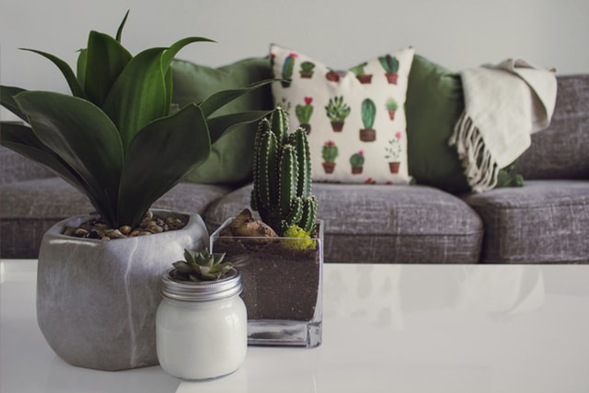 Collection of cactus on a table. In the background, a sofa with a cactus print cushion.