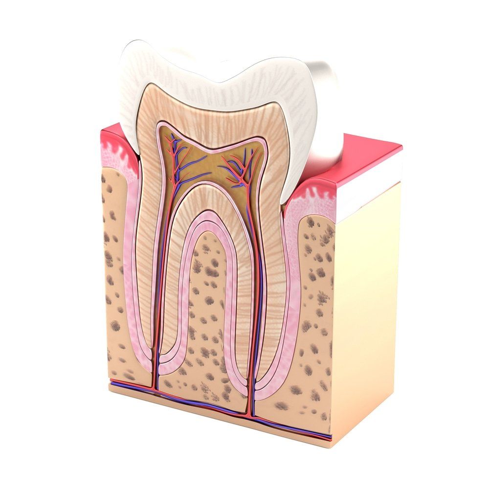 The Fascinating Anatomy of a Tooth