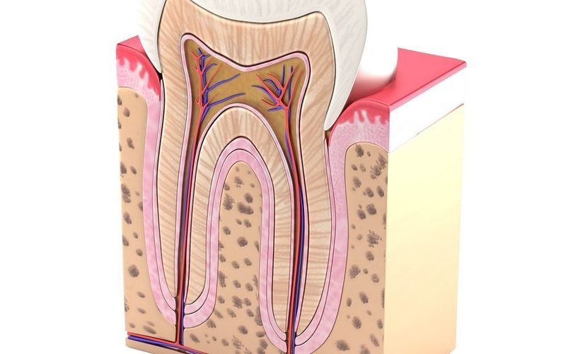 The Fascinating Anatomy of a Tooth