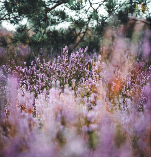 Blommor på en äng