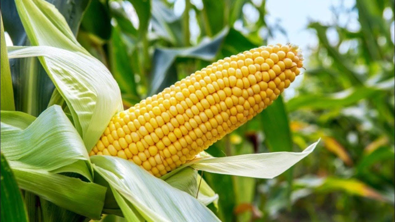 Why price of maize keeps rising