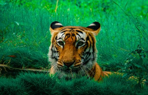 a confused tiger