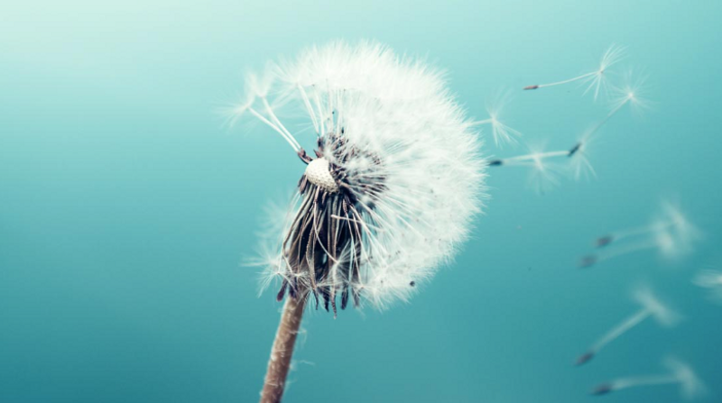 Picture of dandelion seedhead with seeds blowing in the wind