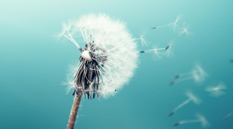 Dandelion seedhead with seeds blowing in the wind