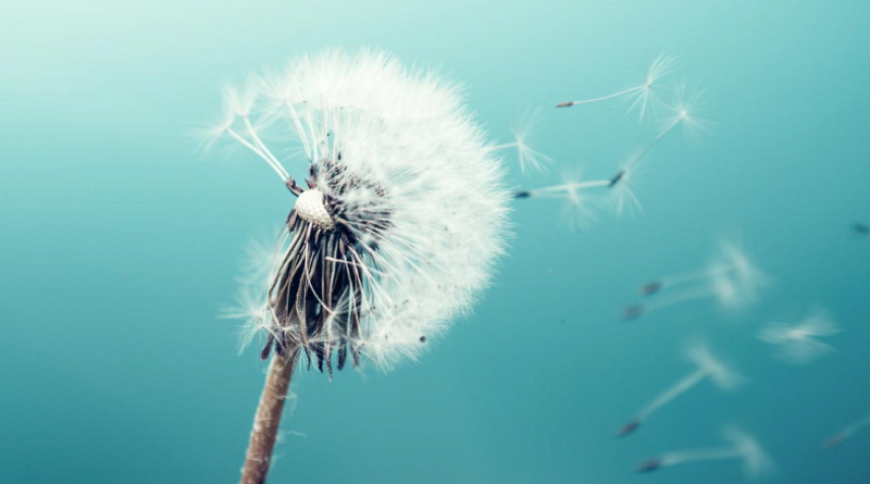 Dandelion seedhead with seeds blowing in the wind