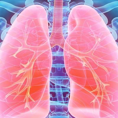lungs