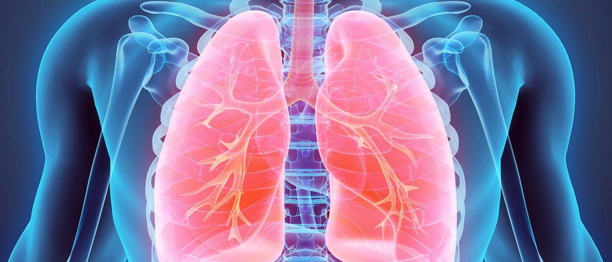 lungs