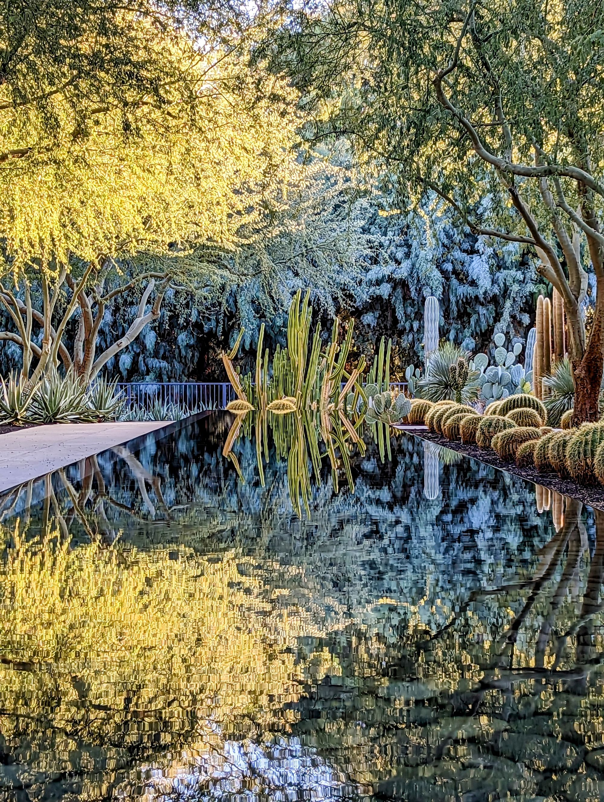 Palm desert reflections