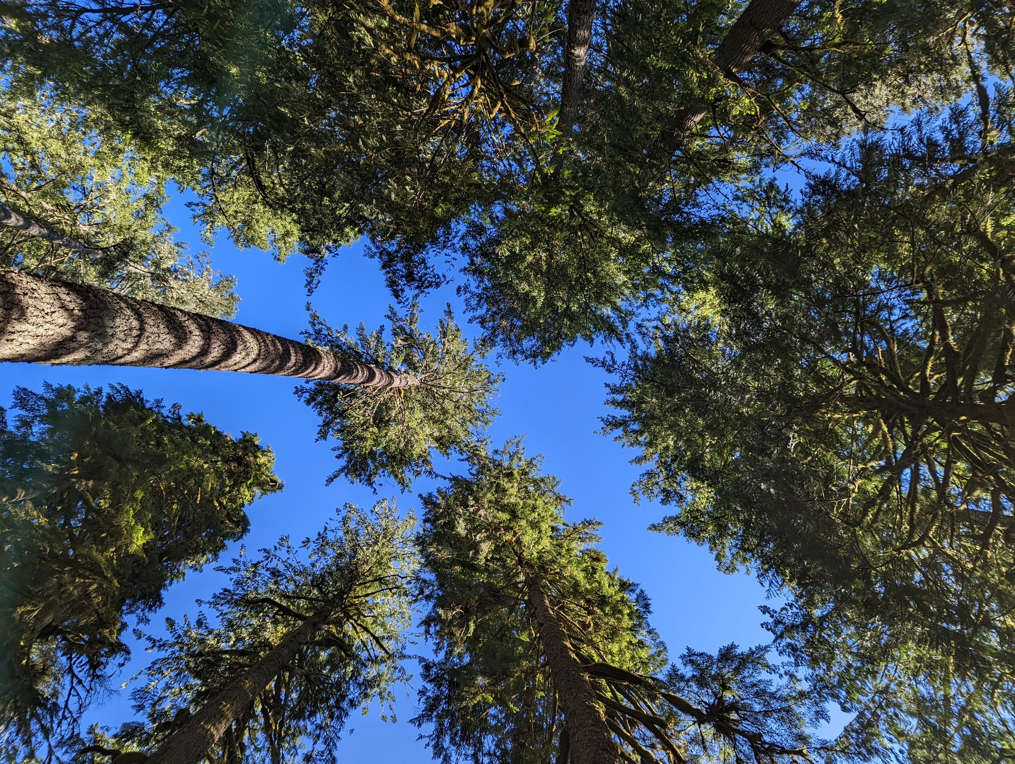 Trees 