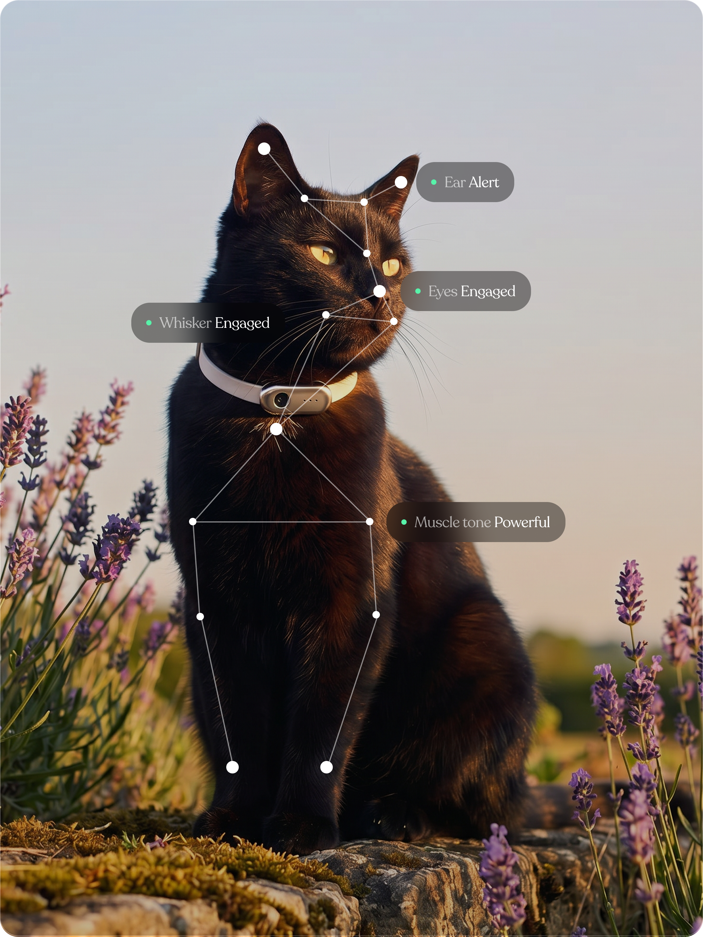 A black cat sitting in a meadow. Over the cat is super-imposed text that represents the cat's behavior and body language and what it represents: ears, whiskers, eyes.