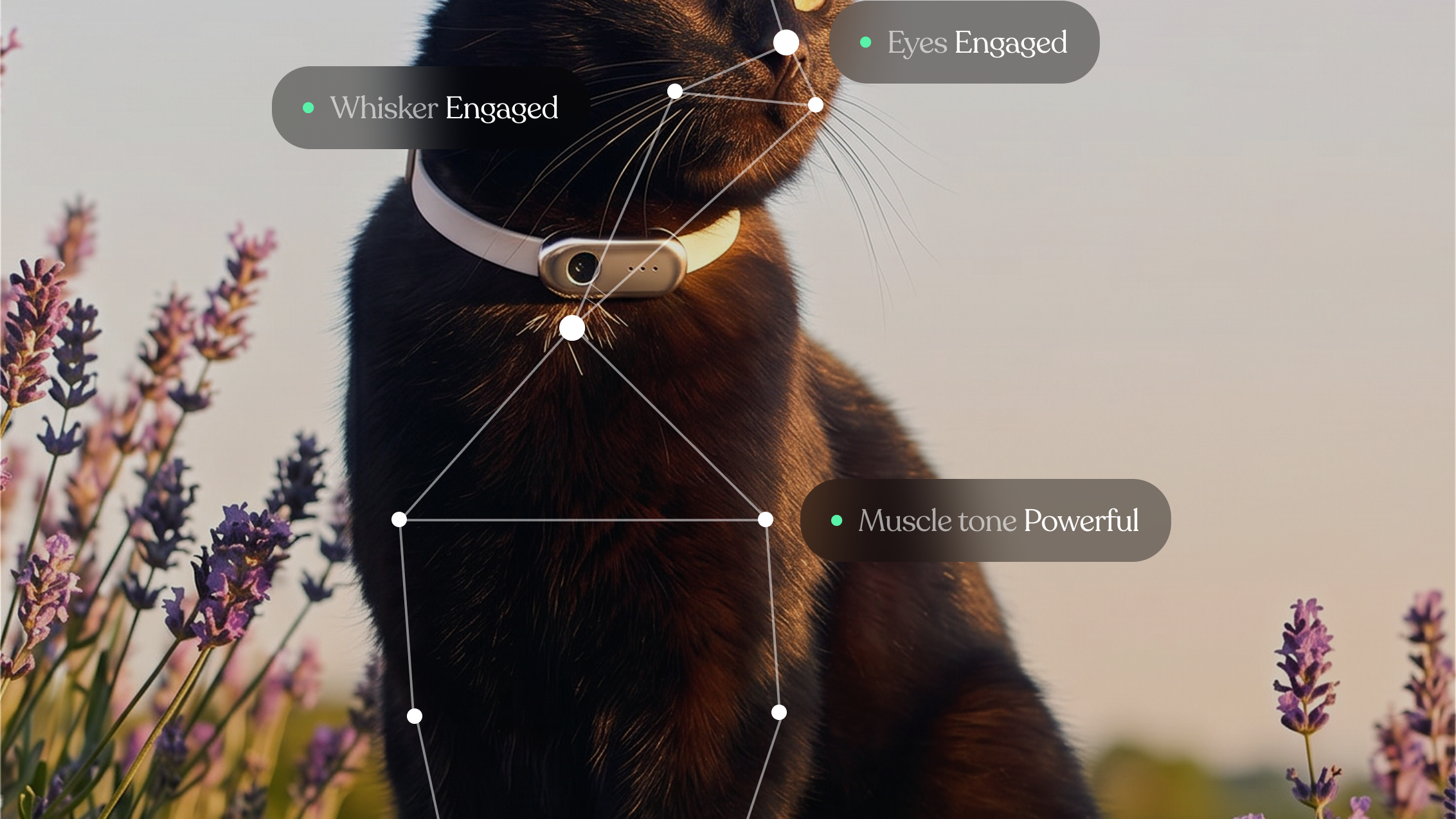 A black cat sitting in a meadow. Over the cat is super-imposed text that represents the cat's behavior and body language and what it represents: ears, whiskers, eyes.