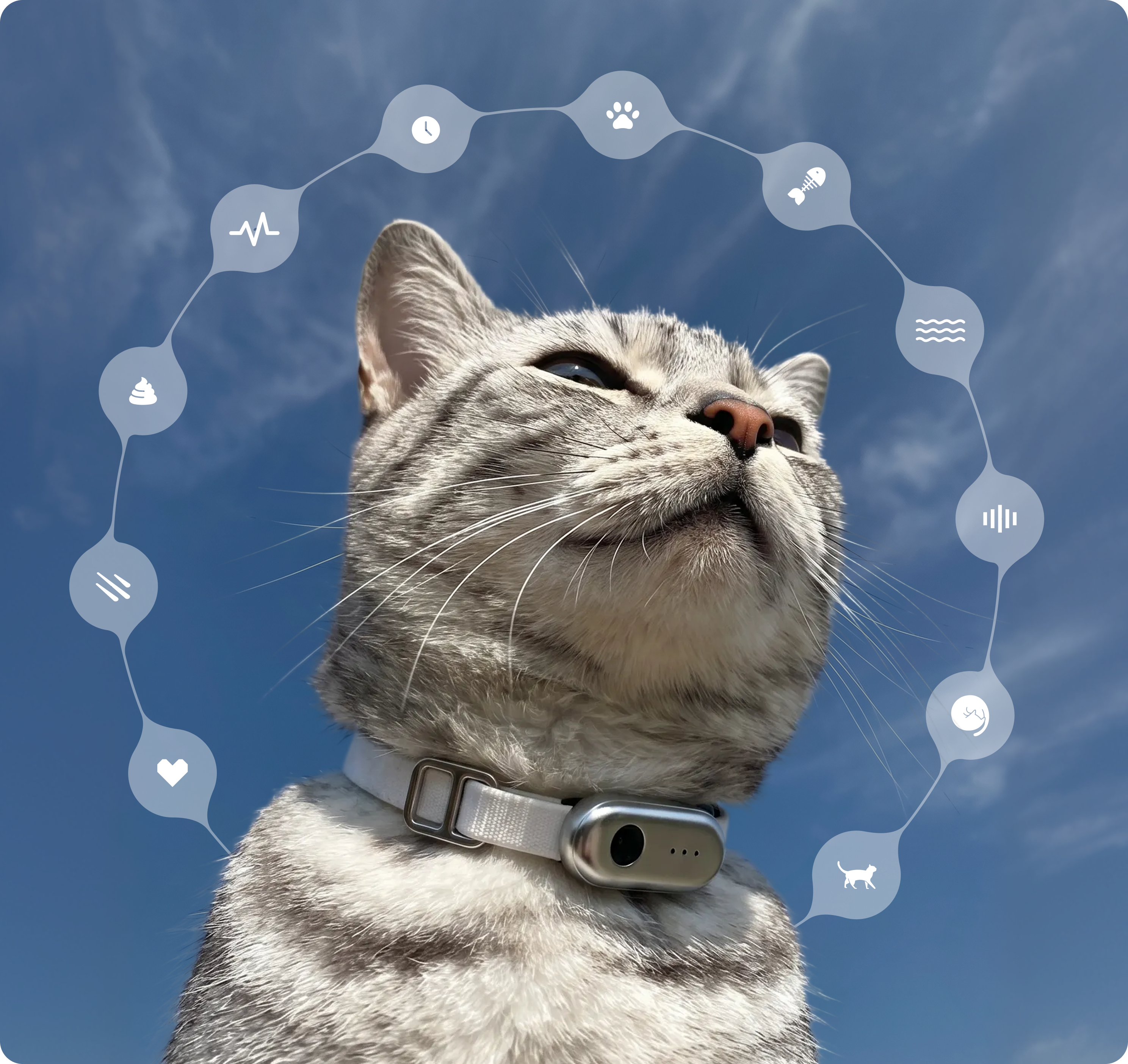 Close up image of a gray and white cat. Various symbols representing the cat's behaviors and feelings float above the cat. 