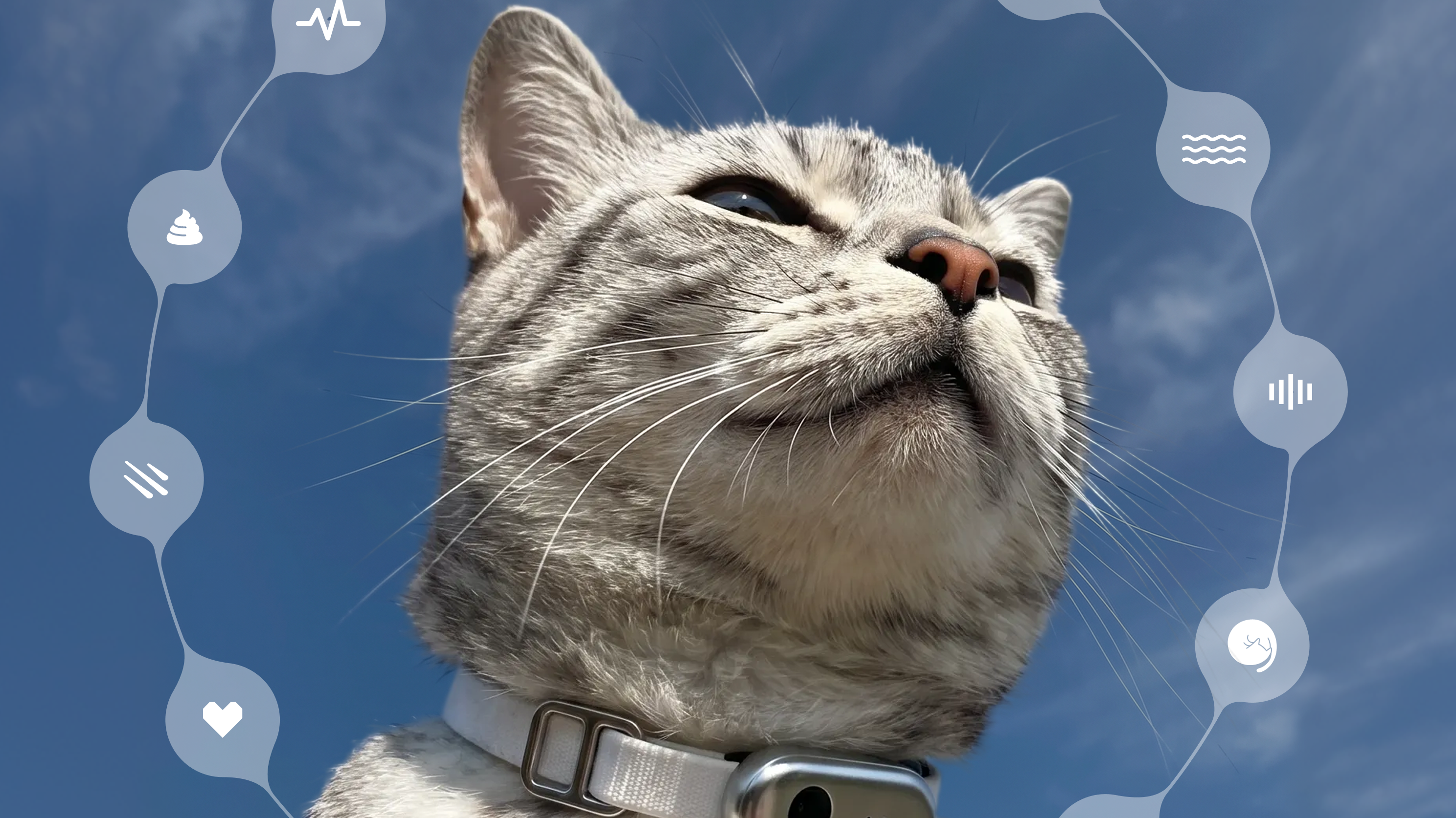 Close up image of a gray and white cat. Various symbols representing the cat's behaviors and feelings float above the cat.