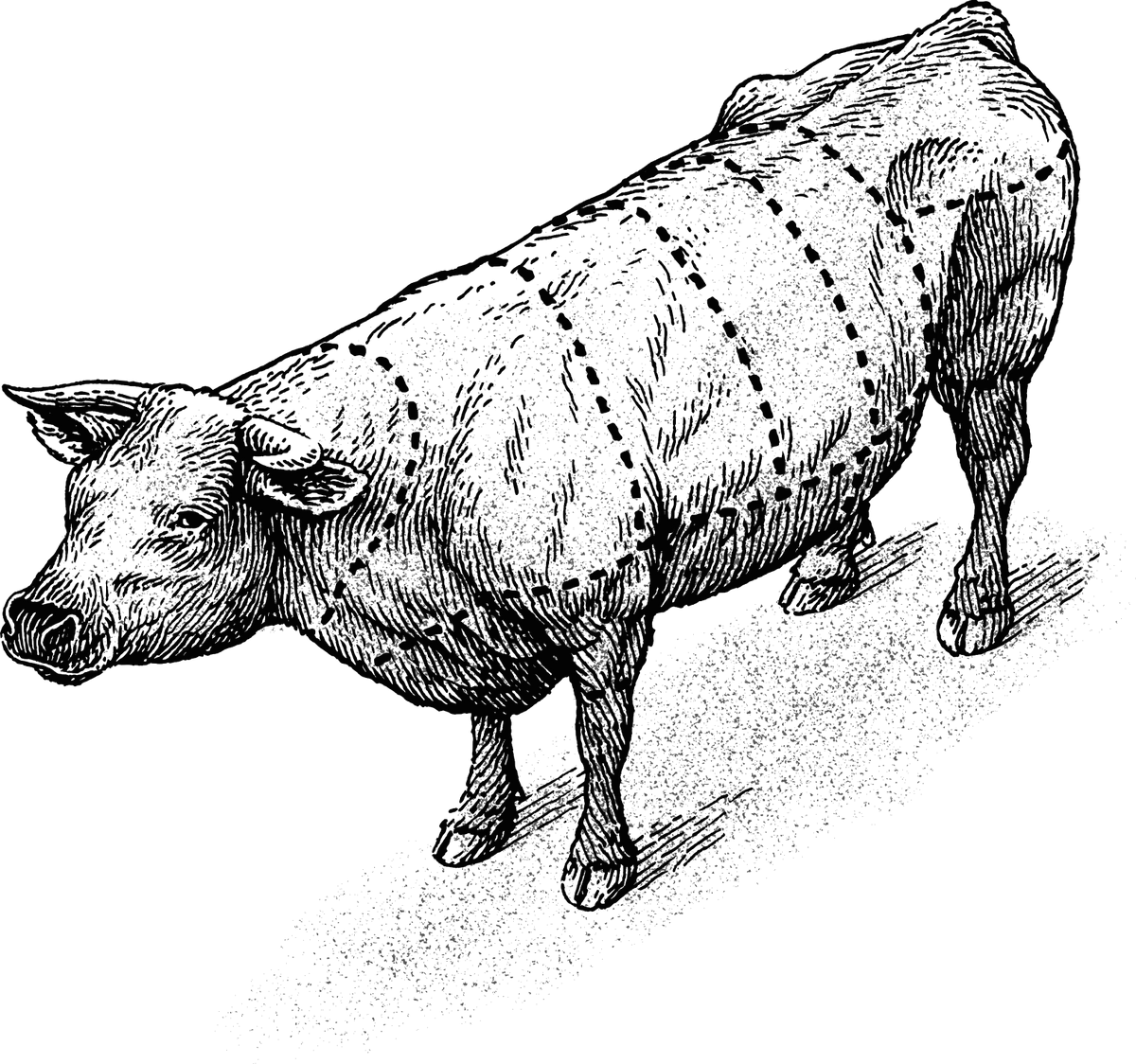 graphic of a cow showing meat cut locations