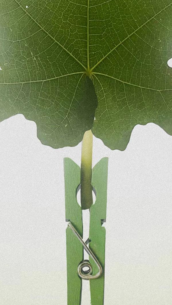 Green leaf and clothespin macro detail — D.S. & Durga Fresh perfume collection featuring I Don't Know What, Debaser, Big Sur Eucalyptus, Steamed Rainbow, and Coriander eau de parfum