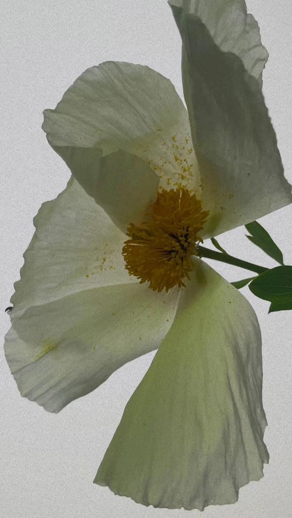 hite flower with golden center macro detail — D.S. & Durga Flower perfume collection featuring Debaser in Bloom, Cowgirl Grass, Rose Atlantic, and Jazmin Yucatan eau de parfum