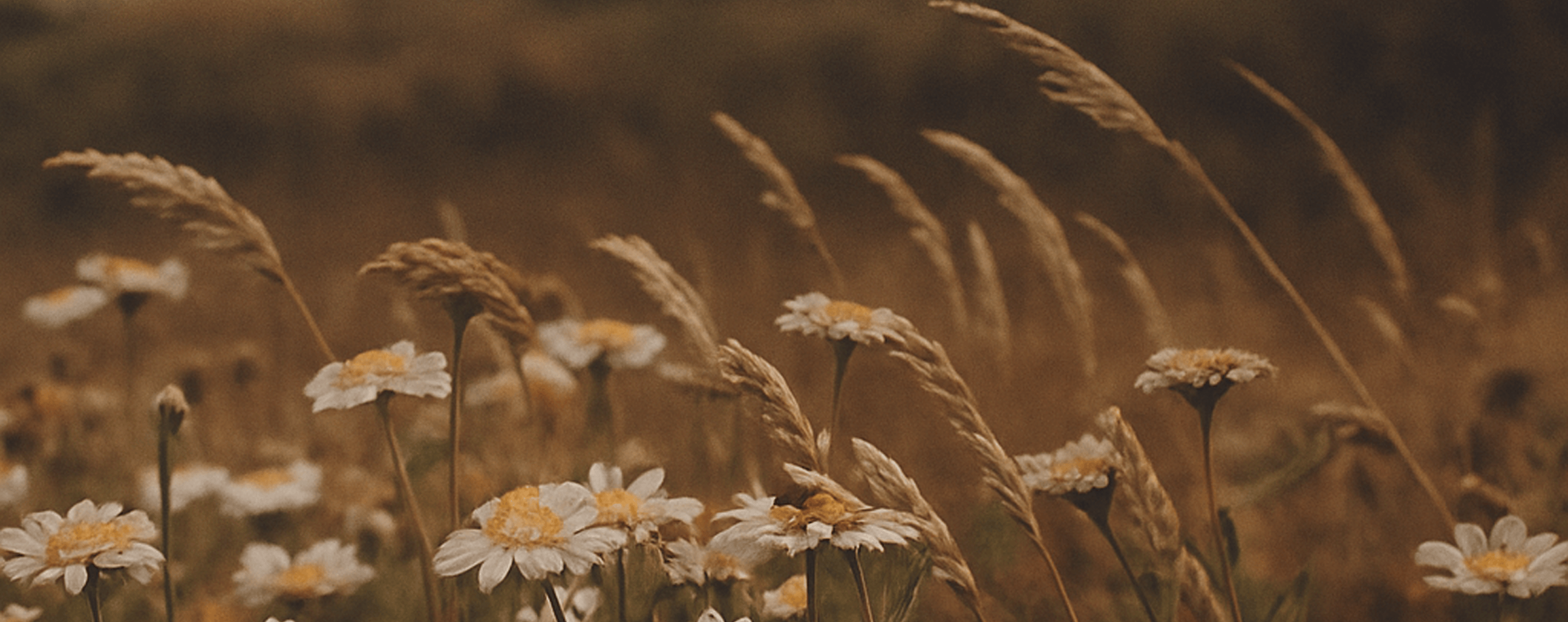 Let <b>Extraordinary !?!</b>
<u>Softness</u> <i>Take Over</i>