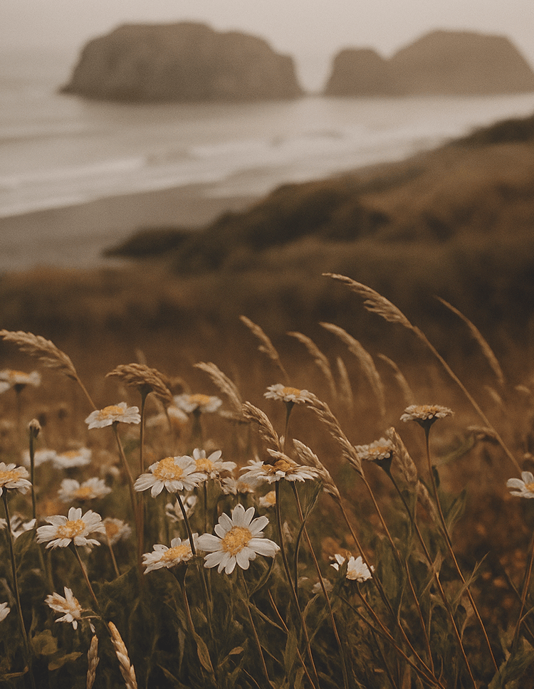 Let <b>Extraordinary !?!</b>
<u>Softness</u> <i>Take Over</i>