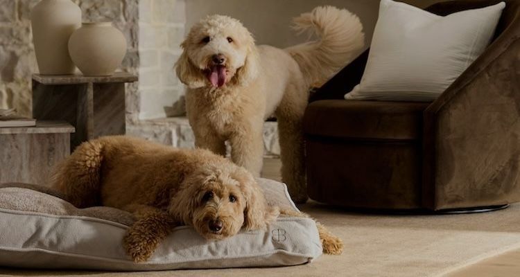 Bedding For Pet Lovers
