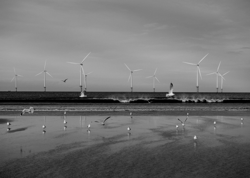 Seagulls on the beach with windmills in the background